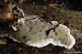 Attēlu rezultāti vaicājumam “Kretzschmaria deusta”