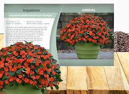Image result for Impatiens walleriana