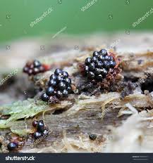 Attēlu rezultāti vaicājumam “Metatrichia sp.”