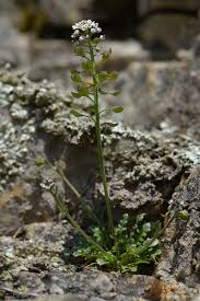 Attēlu rezultāti vaicājumam “Teesdalia nudicaulis”