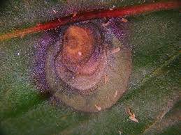 Attēlu rezultāti vaicājumam “Philonotis marchica sporophyte”