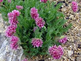 Image result for Anthyllis vulneraria rubra