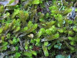 Attēlu rezultāti vaicājumam “Barbilophozia lycopodioides macro”