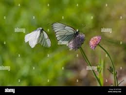 Attēlu rezultāti vaicājumam “Aporia crataegi female”