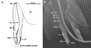 Image result for Gymnura micrura