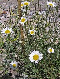 Attēlu rezultāti vaicājumam “Leucanthemum vulgare flower”