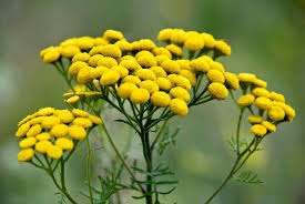 Attēlu rezultāti vaicājumam “Tanacetum vulgare leaf”