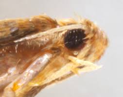 Attēlu rezultāti vaicājumam “Tischeria ekebladella”