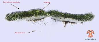 Attēlu rezultāti vaicājumam “Riccia glauca”