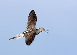 Attēlu rezultāti vaicājumam “Tringa stagnatilis”