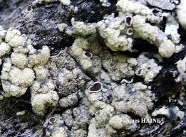 Attēlu rezultāti vaicājumam “Parmeliopsis ambigua”