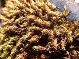 Attēlu rezultāti vaicājumam “Bryum moravicum”