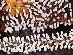 Attēlu rezultāti vaicājumam “Diachea leucopodia”