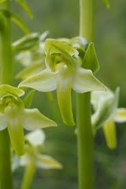 Attēlu rezultāti vaicājumam “Platanthera chlorantha”