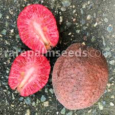 Attēlu rezultāti vaicājumam “Campanula latifolia fruit”