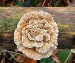 Attēlu rezultāti vaicājumam “Hymenoscyphus fructigenus var. coryli”