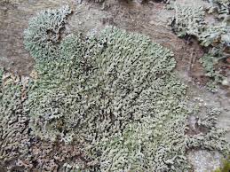 Attēlu rezultāti vaicājumam “Menegazzia terebrata”