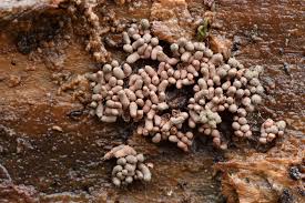 Attēlu rezultāti vaicājumam “Arcyria stipata spores”