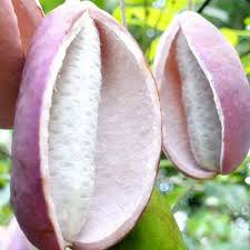 Attēlu rezultāti vaicājumam “Cinna latifolia fruit”