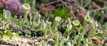 Attēlu rezultāti vaicājumam “Cladonia pyxidata”