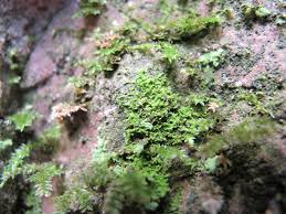 Attēlu rezultāti vaicājumam “Taxiphyllum wissgrillii”