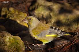 Attēlu rezultāti vaicājumam “Chloris chloris male”