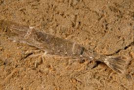 Attēlu rezultāti vaicājumam “Crangon crangon”