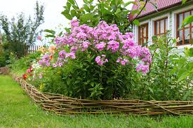 Image result for Phlox (großblumig)