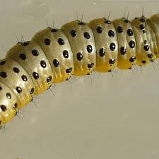 Attēlu rezultāti vaicājumam “Depressaria olerella imago”