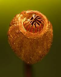 Attēlu rezultāti vaicājumam “Philonotis marchica sporophyte”