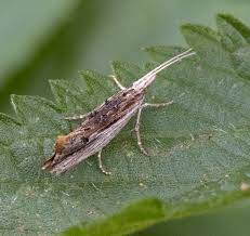 Attēlu rezultāti vaicājumam “Ypsolopha scabrella”