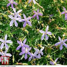 Image result for Nicotiana x sanderae `Perfume`F1