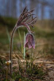Attēlu rezultāti vaicājumam “Pulsatilla pratensis flower”