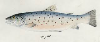 Image result for Salmo ciscaucasicus