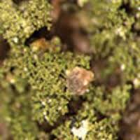 Attēlu rezultāti vaicājumam “Micarea sp.”