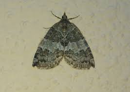 Attēlu rezultāti vaicājumam “Hydriomena impluviata”