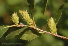Attēlu rezultāti vaicājumam “Betula humilis fruit”