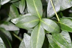 Attēlu rezultāti vaicājumam “Vinca minor leaf”