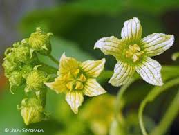 Attēlu rezultāti vaicājumam “Bryonia alba bud”