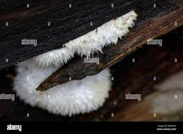 Attēlu rezultāti vaicājumam “Postia tephroleucus”