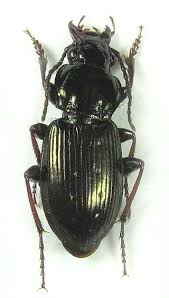 Attēlu rezultāti vaicājumam “Pterostichus oblongopunctatus”