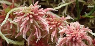 Attēlu rezultāti vaicājumam “Thuidium assimile”