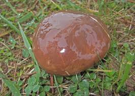 Attēlu rezultāti vaicājumam “Suillus luteus”