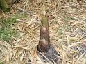 http://www.completebamboo.com/Pic%2520Assets/Growing/Bamboo_shoot.JPG