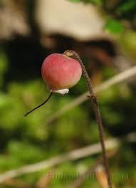 Attēlu rezultāti vaicājumam “Oxycoccus bud”
