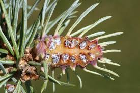 Attēlu rezultāti vaicājumam “Adelges laricis”