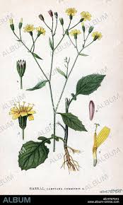 Attēlu rezultāti vaicājumam “Lapsana communis”