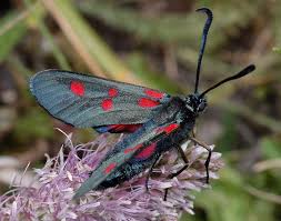 Attēlu rezultāti vaicājumam “Zygaena filipendulae exuvia”