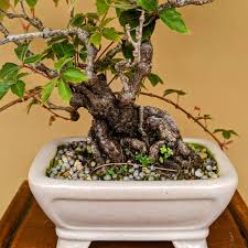 Image result for parthenocissus bonsai
