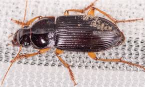 Attēlu rezultāti vaicājumam “Harpalus sp.”